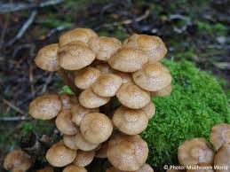 Attēlu rezultāti vaicājumam “Armillaria mellea”
