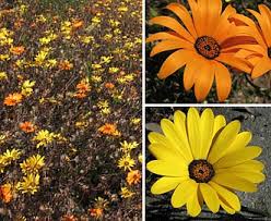 Image result for Dimorphotheca sinuata