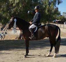 Image result for numero aureo