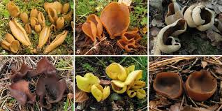 Attēlu rezultāti vaicājumam “Otidea bufonia”