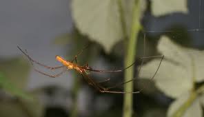 Attēlu rezultāti vaicājumam “Tetragnatha montana”