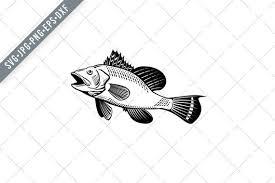 Image result for Centropristis striata