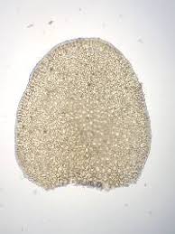 Attēlu rezultāti vaicājumam “Odontoschisma sphagni”