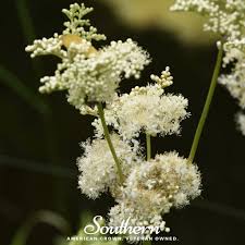 Attēlu rezultāti vaicājumam “Filipendula ulmaria  flower”