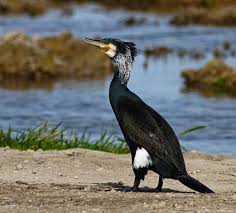 Attēlu rezultāti vaicājumam “Phalacrocorax carbo adult”
