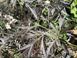 Attēlu rezultāti vaicājumam “Sambucus nigra leaf”