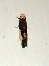 Attēlu rezultāti vaicājumam “Monopis monachella”