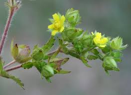 Attēlu rezultāti vaicājumam “Potentilla norvegica flower”