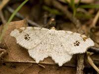 Attēlu rezultāti vaicājumam “Macaria notata”