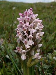 Attēlu rezultāti vaicājumam “Dactylorhiza incarnata leaf”