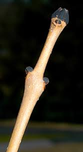 Attēlu rezultāti vaicājumam “Fraxinus excelsior bud”