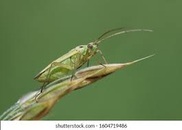 Attēlu rezultāti vaicājumam “Stenotus binotatus female”