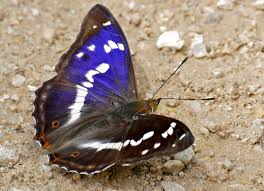 Attēlu rezultāti vaicājumam “Apatura iris male”