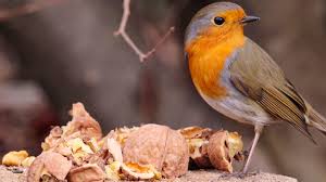 Attēlu rezultāti vaicājumam “Erithacus rubecula juvenile”