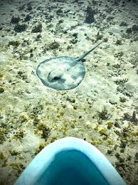 Image result for Styracura pacifica