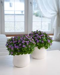 Image result for Exacum affine