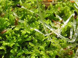 Attēlu rezultāti vaicājumam “Lepidozia reptans”