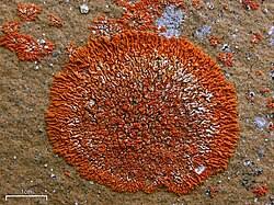 Attēlu rezultāti vaicājumam “Willkommlangea reticulata young”