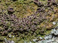 Attēlu rezultāti vaicājumam “Physconia distorta”