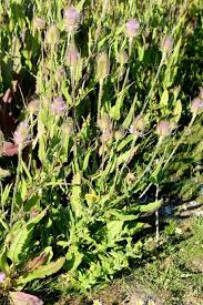 Attēlu rezultāti vaicājumam “Dipsacus fullonum”