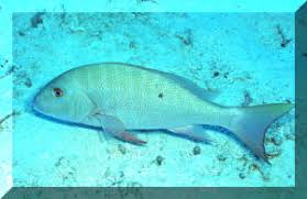 Image result for Lutjanus analis