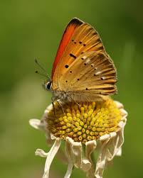 Attēlu rezultāti vaicājumam “Lycaena virgaureae male”