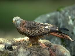 Image result for Milvus milvus