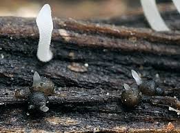 Attēlu rezultāti vaicājumam “Typhula setipes”