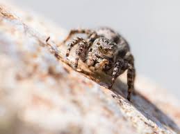 Attēlu rezultāti vaicājumam “Aelurillus v-insignitus”