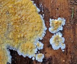 Attēlu rezultāti vaicājumam “Crustoderma dryinum”