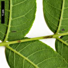 Attēlu rezultāti vaicājumam “Juglans x sinensis leaf”