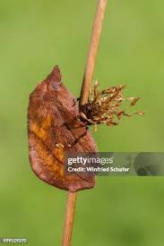 Attēlu rezultāti vaicājumam “Euthrix potatoria”