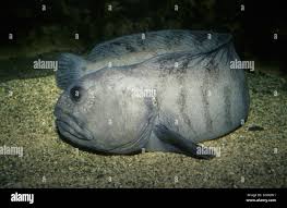 Image result for Anarhichas denticulatus