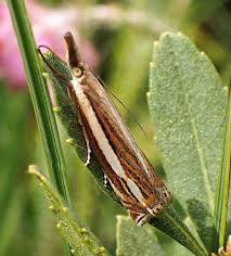 Attēlu rezultāti vaicājumam “Crambus silvella”