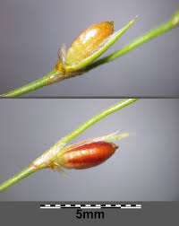 Attēlu rezultāti vaicājumam “Juncus bufonius bud”
