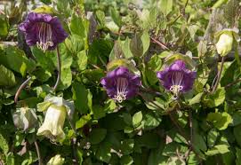 Image result for Glockenrebe