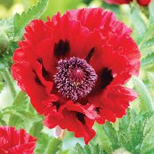 Attēlu rezultāti vaicājumam “Papaver”