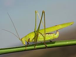 Attēlu rezultāti vaicājumam “Phaneroptera falcata”