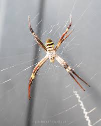 Image result for st andrews cross spider