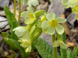 Image result for Primula elatior