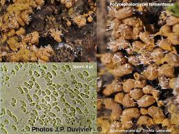 Attēlu rezultāti vaicājumam “Polycephalomyces tomentosus”