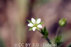Attēlu rezultāti vaicājumam “Arenaria serpyllifolia flower”