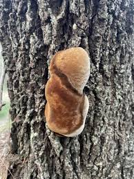 Attēlu rezultāti vaicājumam “Phellinus laevigatus”