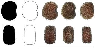 Attēlu rezultāti vaicājumam “Silene otites fruit”