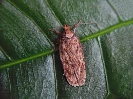 Attēlu rezultāti vaicājumam “Depressaria olerella”