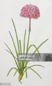 Attēlu rezultāti vaicājumam “Armeria vulgaris leaf”