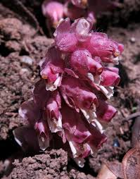 Attēlu rezultāti vaicājumam “Lathraea squamaria flower”
