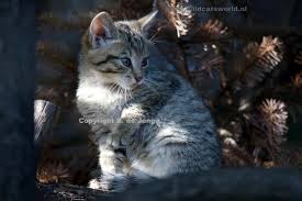 Attēlu rezultāti vaicājumam “Felis silvestris catus juvenile”