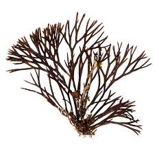 Attēlu rezultāti vaicājumam “Furcellaria lumbricalis”