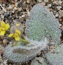 Attēlu rezultāti vaicājumam “Draba nemorosa fruit”